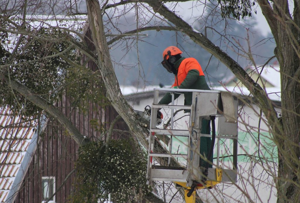 tree pruning